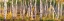 Picture of LEAF-CHANGING ASPEN GROVE PANORAMA