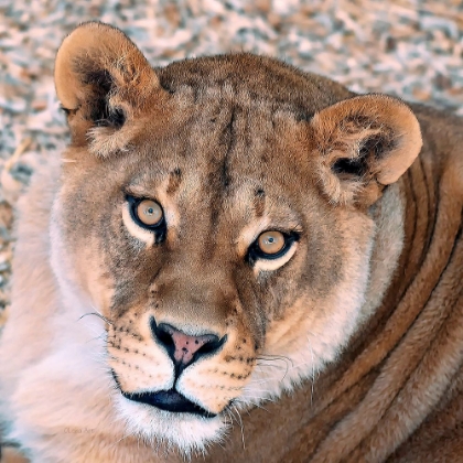 Picture of LIONESS - QUEEN OF A PRIDE