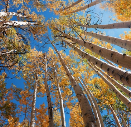 Picture of LOOKING UP ASPENS