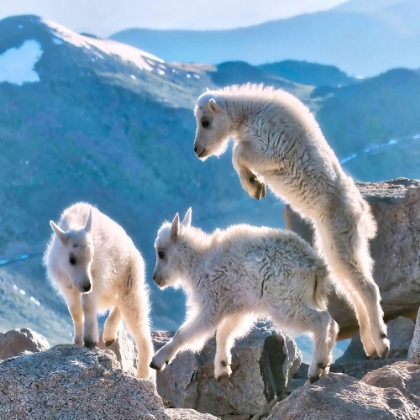 Picture of MOUNTAIN GOATS KIDS