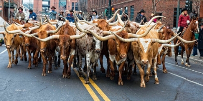 Picture of NATIONAL WESTERN STOCK SHOW PARADE