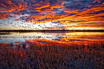 Picture of SNOW GEESE AT SUNRISE