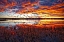 Picture of SNOW GEESE AT SUNRISE