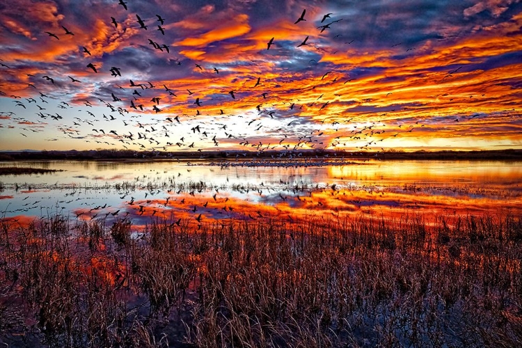 Picture of SNOW GEESE AT SUNRISE