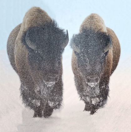 Picture of TWO SNOW COVERED BISON IN WINTERS YELLOWSTONE NATIONAL PARK