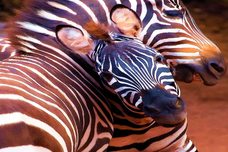 Picture of TWO ZEBRAS HORSING AROUND