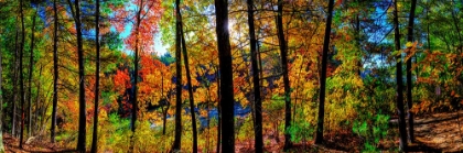 Picture of WALDEN POND FALL FOLIAGE PANORAMA