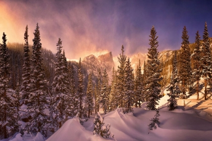 Picture of WINTER SNOW STORM NEAR DREAM LAKE IN ROCKY MOUNTAIN NATIONAL PARK