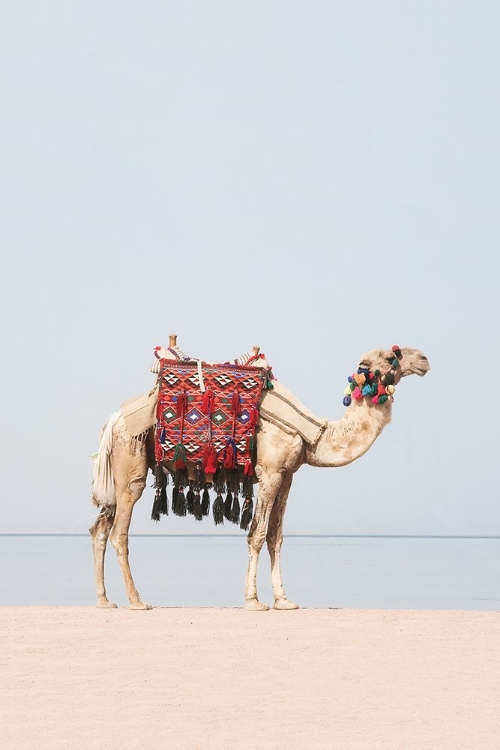 Picture of CAMEL IN THE DESERT