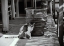 Picture of FELINE LOVE