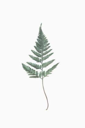 Picture of FERN