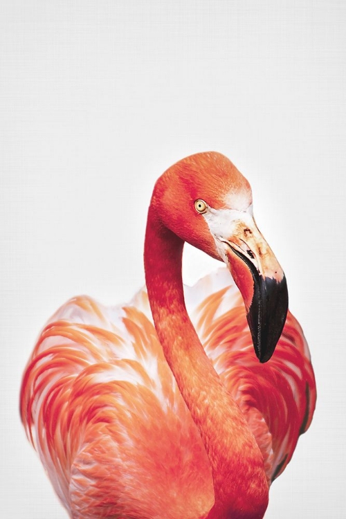 Picture of FLAMINGO