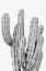 Picture of GREY CACTUS