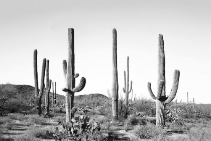 Picture of GREY CACTUS LAND