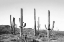 Picture of GREY CACTUS LAND