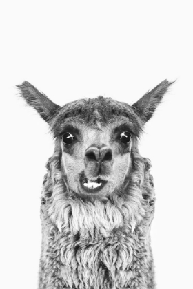 Picture of HAPPY ALPACA IN BLACK AND WHITE