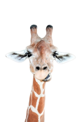 Picture of HAPPY GIRAFFE