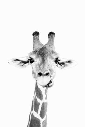 Picture of HAPPY GIRAFFE IN BLACK AND WHITE