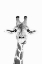 Picture of HAPPY GIRAFFE IN BLACK AND WHITE