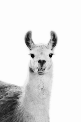 Picture of HAPPY LLAMA