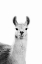 Picture of HAPPY LLAMA
