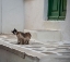 Picture of HELLO KITTIES