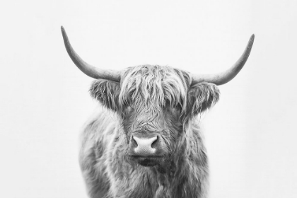 Picture of HIGHLAND BULL