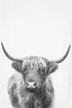 Picture of HIGHLAND BULL II