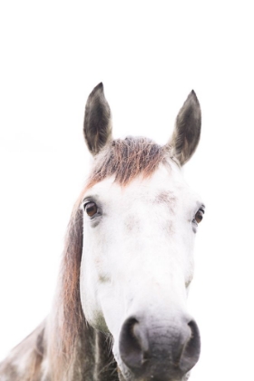 Picture of HORSE