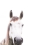 Picture of HORSE