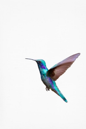 Picture of HUMMING BIRD
