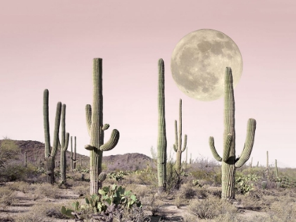 Picture of IN THE CACTUS DESERT