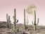 Picture of IN THE CACTUS DESERT