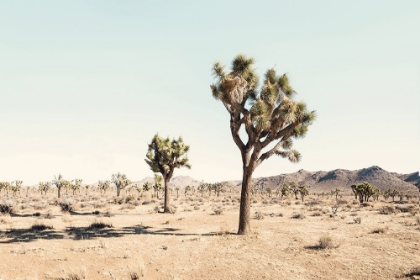 Picture of JOSHUA TREE DESERT