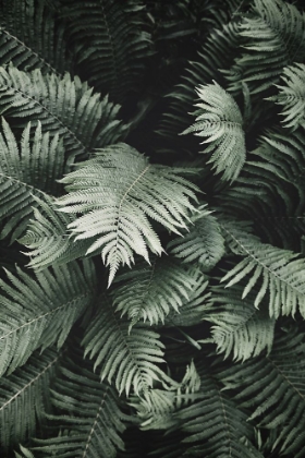 Picture of JUNGLE FERN