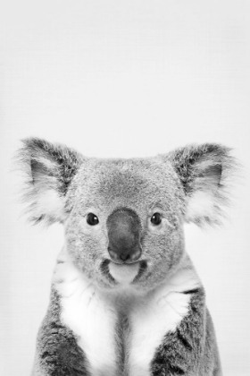 Picture of KOALA