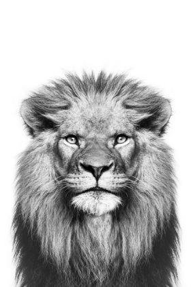 Picture of LION IN BLACK AND WHITE