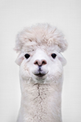 Picture of LLAMA