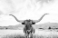 Picture of LONGHORN
