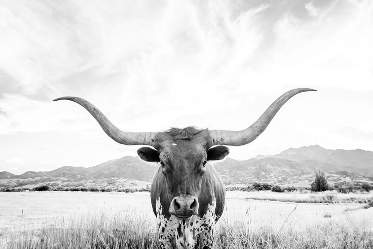 Picture of LONGHORN