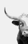 Picture of LONGHORN