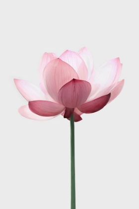 Picture of LOTUS