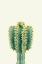 Picture of MEXICAN CACTUS