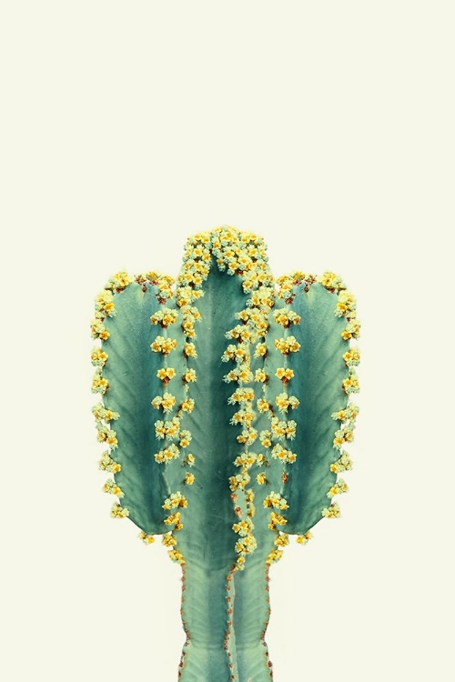 Picture of MEXICAN CACTUS