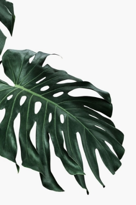 Picture of MONSTERA I