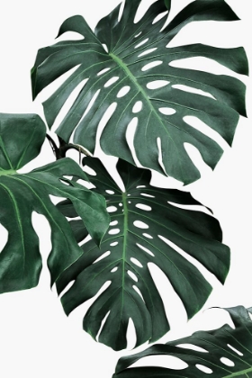 Picture of MONSTERA II