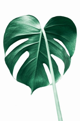 Picture of MONSTERA LEAF