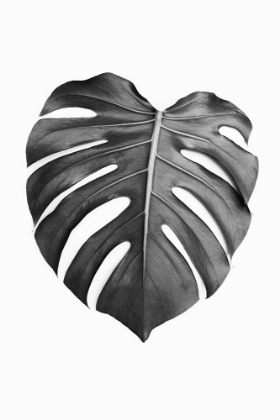 Picture of MONSTERA LEAF IN BLACK AND WHITE