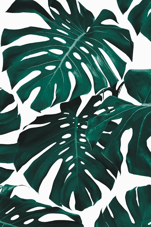 Picture of MONSTERA LEAF PATTERN