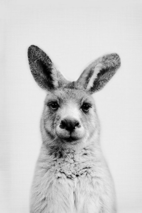 Picture of MR. KANGAROO